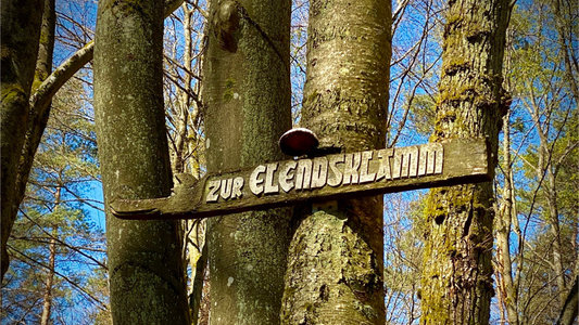 Sagenhafter Waldpfad